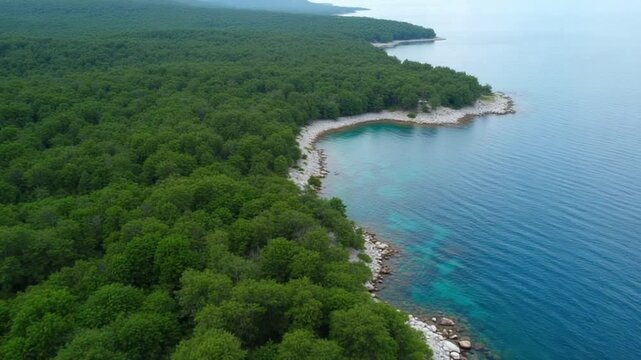 Green lush forest coastline near Glavotok on Krk Island with rocky shores and deep blue sea, calm atmosphere in drone perspective. Olive orchid near sea, Farming country land.