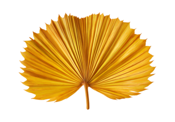 A dried palm leaf in the shape of a fan, isolated on a transparent background