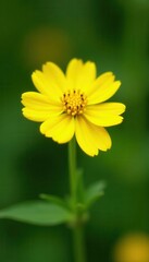 Obraz premium Close-up of vibrant yellow tansy blossoms, medicinal herb , flower macro, plant remedy, floral close-up
