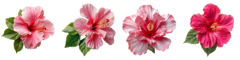 Tropical Hibiscus Flower Collection Isolated PNG