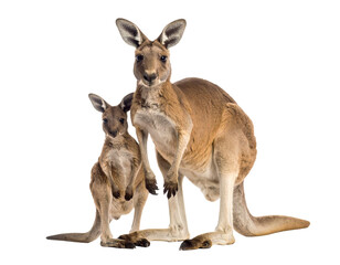kangaroo and baby