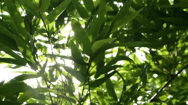 Close up green leaf Bamboo forest with morning sunlight, water drop on the leaves, beautiful sun rays through the green leaves waving against the wind, slow motion. Concept green, Ecology, Earth Day