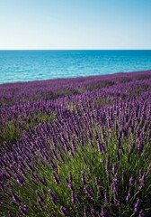 Obraz premium Coastal Lavender Field: Serene Purple Blooms by the Sea