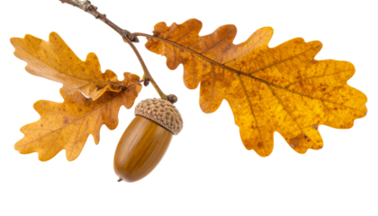 Autumn Acorn & Oak Leaf