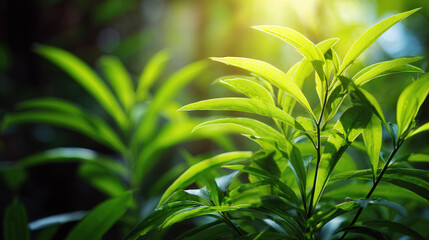 Obraz premium Serene Green Foliage with Sunlight and Bokeh Effects in a Blurred Background