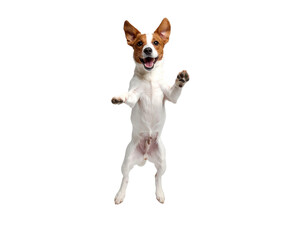 jack russell terrier running