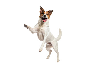 jack russell terrier standing