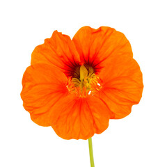 Vibrant Orange Nasturtium