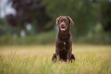 Playful Labrador Dog in Nature