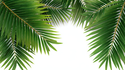 Lush green palm leaves create vibrant frame against white background, evoking tropical and refreshing atmosphere