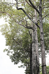 Obraz premium Looking up from down tree, Dipterocarpus tree, Big tree in Vietnam