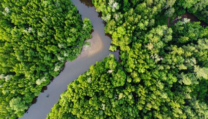 Aerial View Of Lush Mangrove Forest With River