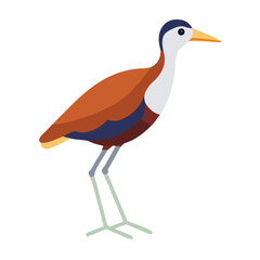 Isolated jacana bird illustration, flat vector style, black background