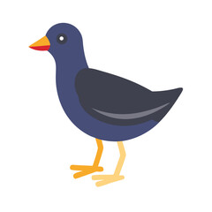 Simple flat illustration of a purple moorhen on black
