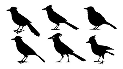 set of blue jay birds silhouette vector on tranparent background