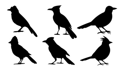 set of blue jay birds silhouette vector on tranparent background
