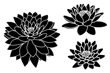 set of lotus flowes silhouette vector on tranparent background