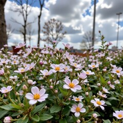 Vibrant pink and white daisy flowers blooming in a lush garden with green leaves, against a cloudy sky, trees, and streetlights in the background du daytime