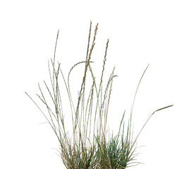 Patch of Overgrown Weeds on Transparent Background