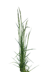 Lawn Grass Patch on Transparent Background