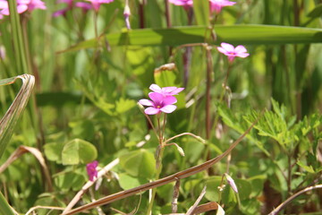 イモカタバミ、日光を浴びる