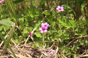 イモカタバミの可愛らしい花