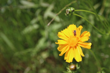 オオキンケイギク、シンプルに