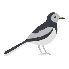 Flat vector illustration of a wagtail on a black background