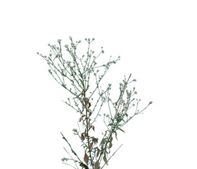 Beach Grass on Transparent Background