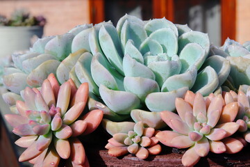 Colorful Succulent Plants in Vibrant Indoor Arrangement. Detailed close-up of colorful succulent plants with unique textures and hues, showcasing natural beauty and indoor gardening at its finest