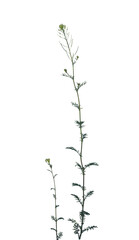 Sparse Weeds on Transparent Background