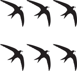 Silhouette Common Swift. Set of vector silhouettes of Common Swift birds on white background. 