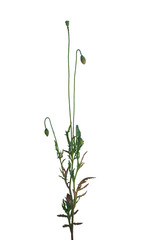 Grass in Morning Light on Transparent Background