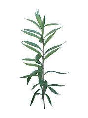 Fototapeta premium Grass on Transparent Background