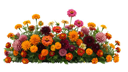 colourful flowers bush of marigolds and zinnias on a white background