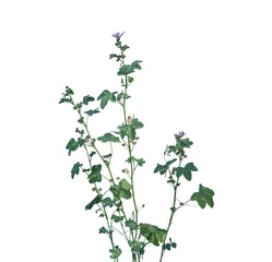 Grass on Transparent Background