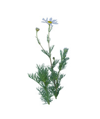 Grass with Raindrops on Transparent Background