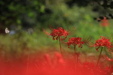  spider lily flower blossoms in green background