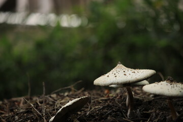 wild white mushroom 