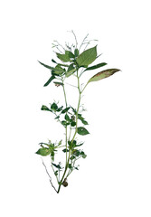 Grass Pattern on Transparent Background