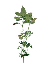 Weed Roots on Transparent Background