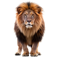 Fototapeta premium A majestic lion with a full mane stands confidently 