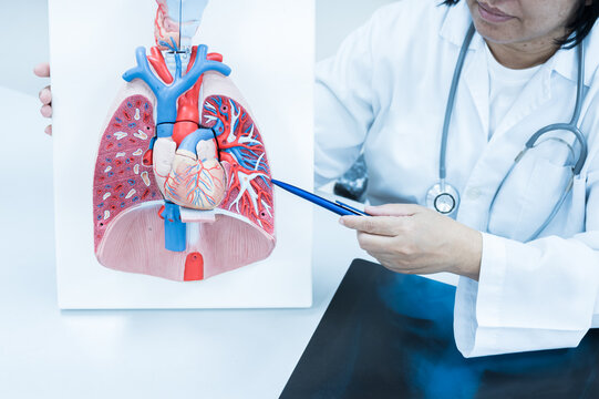 Doctor hand pointing lung and heart anatomy human model on white background.Part of human body model with organ system for health student study in university.Human abdomen model.Medical education.