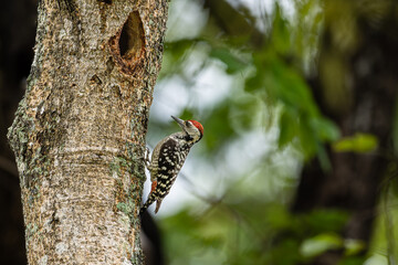 Freckle-breasted woodpecker on the tree and hollow nest.Birds in the forest on green leaves background.Woodpecker looking for insects to feed.Wildlife concept.