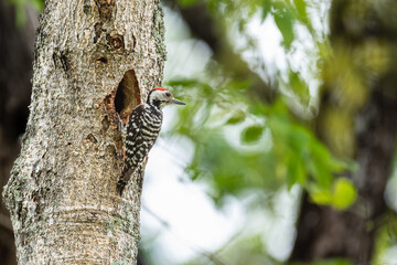 Freckle-breasted woodpecker on the tree and hollow nest.Birds in the forest on green leaves background.Woodpecker looking for insects to feed.Wildlife concept.