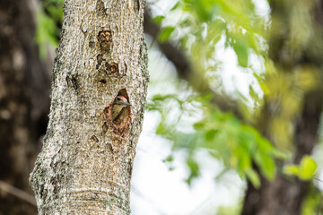 Freckle-breasted woodpecker on the tree and hollow nest.Birds in the forest on green leaves background.Woodpecker looking for insects to feed.Wildlife concept.