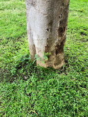 tree trunk in the forest