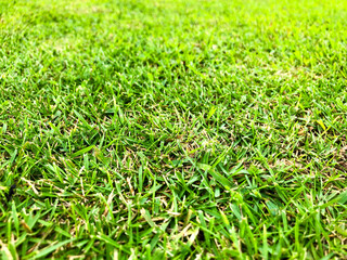 green grass texture