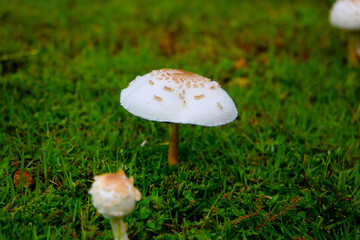 Macrolepiota procera in green lawn