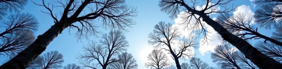 Obraz premium Stark, upward-reaching branches against a winter sky , silhouette, art, wood